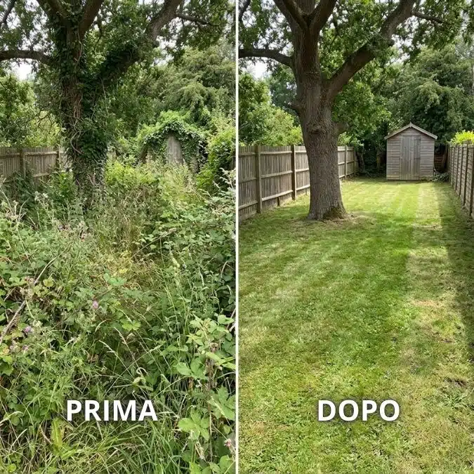 Erba alta e rovi